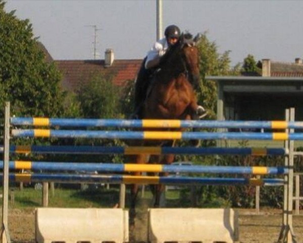 horse FanFan Bois D'Elle (Selle Français, 1993, from Nut des Garandons)