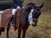 dressage horse Barney 130 (unknown, 2007)