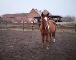 horse Flirt 83 (Hanoverian,  , from Fabriano)