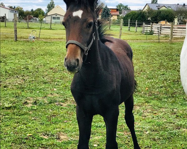 stallion Pluto Nima (Lipizzaner, 2019, from Pluto XXIII 38)