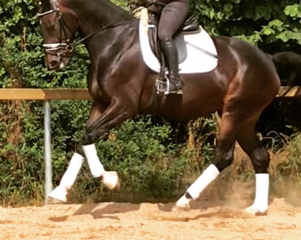 dressage horse Rivera-D-Hit (German Sport Horse, 2016, from Diamond Hit)