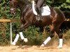 dressage horse Rivera-D-Hit (German Sport Horse, 2016, from Diamond Hit)