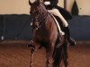 dressage horse Dark Rubin 6 (Oldenburg, 2008, from Duino)