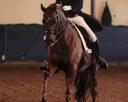 dressage horse Dark Rubin 6 (Oldenburg, 2008, from Duino)