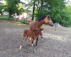 Springpferd Little Lötti (Westfale, 2020, von Lord Clooney)