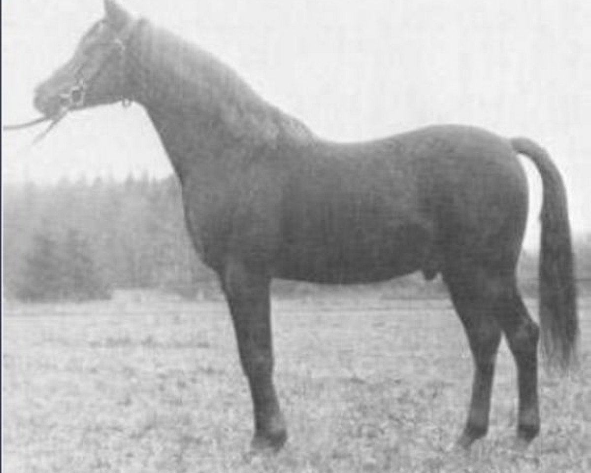 Deckhengst Sumeyr ox (Vollblutaraber, 1948, von Bango 1923 ox)