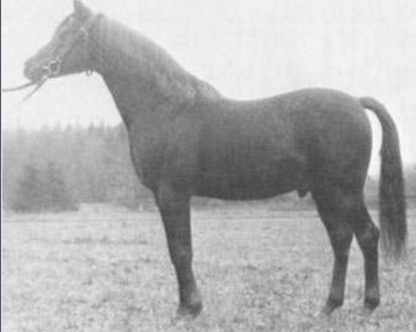 Deckhengst Sumeyr ox (Vollblutaraber, 1948, von Bango 1923 ox)