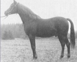 stallion Sumeyr ox (Arabian thoroughbred, 1948, from Bango 1923 ox)