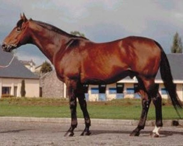 stallion Mangarose AA (Anglo-Arabs, 1983, from Manganate 1972 ox)