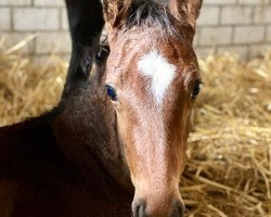 jumper Champ (Hanoverian, 2020, from A La Carte NRW)