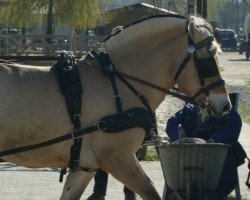 horse Damian (Fjord Horse, 2009, from Dylan)