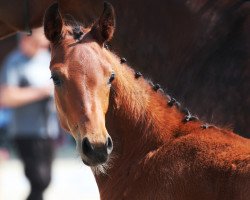 horse Stute von Da Vinci Code / Lanciano (Westfale, 2018, from Da Vinci Code 6)