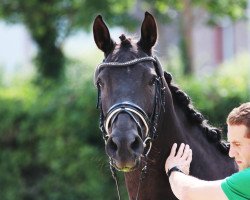 broodmare Rieke (Westphalian, 2005, from Rubinus)