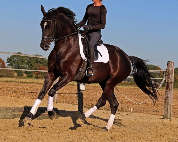 dressage horse Quateron's Queen (German Sport Horse, 2014, from Quateron)