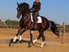 dressage horse Quateron's Queen (German Sport Horse, 2014, from Quateron)