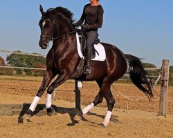 dressage horse Quateron's Queen (German Sport Horse, 2014, from Quateron)