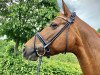 dressage horse Frieda Gold 7 (Hanoverian, 2009, from Fürst Nymphenburg)