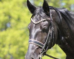 dressage horse San Negro (Hanoverian, 2008, from San Amour I)