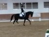 dressage horse Barbie Girl's Comeback (Hanoverian, 2012, from Bretton Woods)