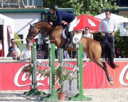 Springpferd Manzano (Belgisches Warmblut, 2008, von Numero Uno)