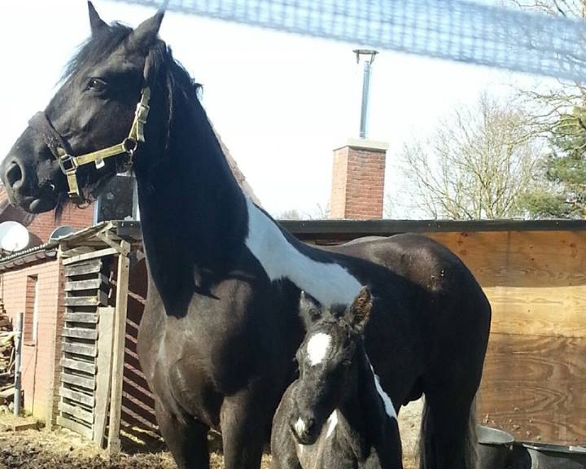 broodmare Paula V (Pinto,  )