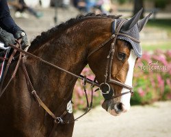 Springpferd Cascadella (Holsteiner, 2013, von Cascadello)