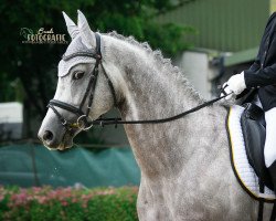 dressage horse Zauberreigen (Trakehner, 2014, from Rheinklang)