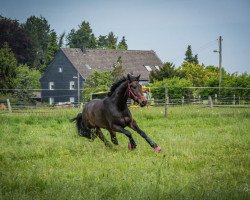 Pferd Faolan 2 (Hannoveraner, 2017, von Tannenhof's Fahrenheit)