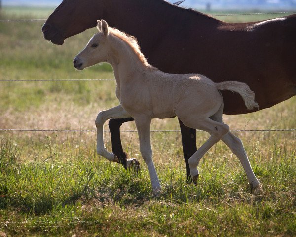 dressage horse HLT Don Riko (German Riding Pony, 2020, from Dating At NRW)