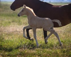 Dressurpferd HLT Don Riko (Deutsches Reitpony, 2020, von Dating AT NRW)