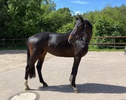 dressage horse Flor de Lis (Hanoverian, 2017, from Florenz 71)