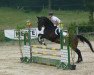 dressage horse Rumblebee (Hanoverian, 2005, from Royaldik)