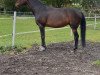 dressage horse Hermine 106 (German Riding Pony, 2006, from Honeymoon Star)