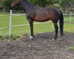 dressage horse Hermine 106 (German Riding Pony, 2006, from Honeymoon Star)