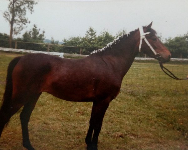 Zuchtstute Carina (Welsh Pony (Sek.B), 1980, von Graphit)