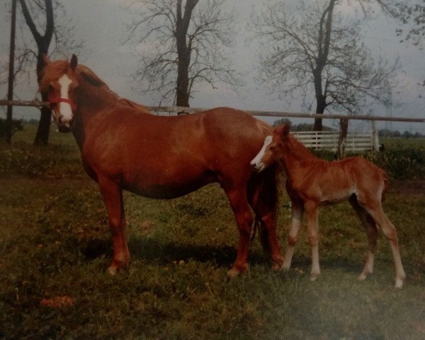 Zuchtstute Constanze (Welsh Pony (Sek.B), 1973, von Gaytime)