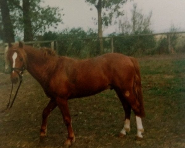 stallion Herkules (Welsh-Pony (Section B), 1979, from Heros)