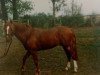 stallion Herkules (Welsh-Pony (Section B), 1979, from Heros)