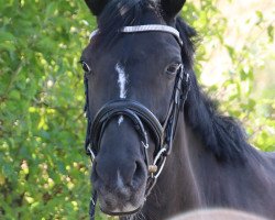 dressage horse Sky 171 (German Riding Pony, 2012, from Dear Max DSP)