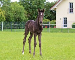 Pferd I'm Schorschel S (Deutsches Sportpferd, 2020, von I'm Special de Muze)