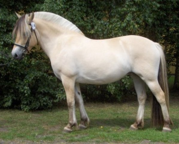 broodmare Silke Frølunde (Fjord Horse, 2003, from Golf Gudenå)