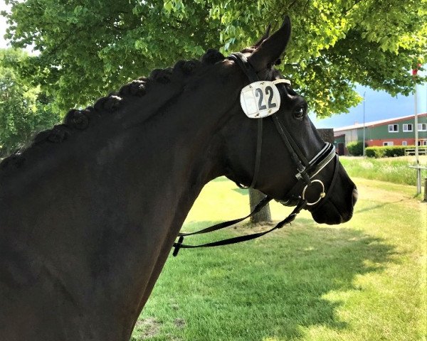 broodmare Fleur de Florenz (Hanoverian, 2016, from Florenz 71)