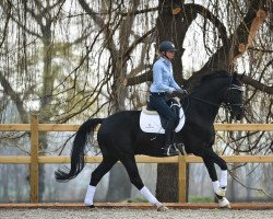 Dressurpferd Entertainer Mp (KWPN (Niederländisches Warmblut), 2009, von Sorento OLD)