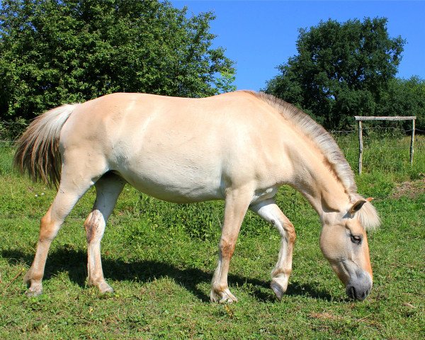 broodmare Perle (Fjord Horse, 2013, from Kilian)