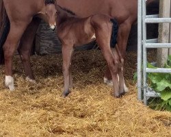 stallion Elwood PU Z (Zangersheide riding horse, 2020, from Eldorado vd Zeshoek Tn)