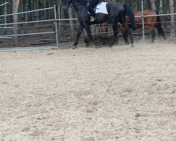 Pferd Fantome Noir (Belgisches Warmblut, 2005, von Warkant van het Gestelhof)