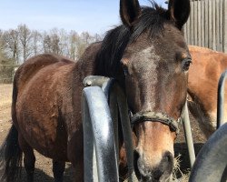 dressage horse Stella (Sachs-door. Heavy Warmbl., 1997, from Frederik)