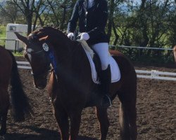 dressage horse Funny Boy 12 (Hanoverian, 2009, from Fuerst Rousseau)