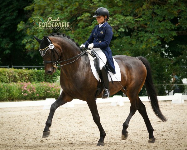 stallion Sir Skyfall OLD (Oldenburg, 2011, from Sandro Hit)