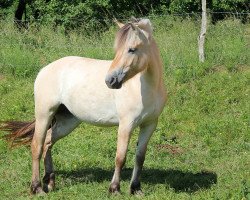 broodmare Hira Frølunde (Fjord Horse, 2014, from Optimist Halsnæs)